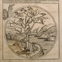 Deus Pai criando os pássaros e os peixes, ilustração do &39;Liber Chronicarum&39; de Hartmann Schedel (1440-1514), publicada em Nuremberg, 1493